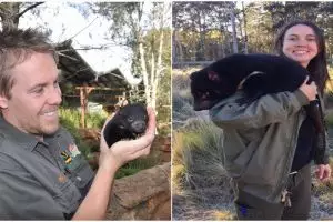 Ini wujud Tasmanian Devils, karakter di Looney Tunes, di dunia nyata