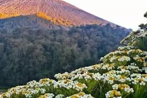 Kasus edelweis dan larangan-larangan penting saat mendaki gunung