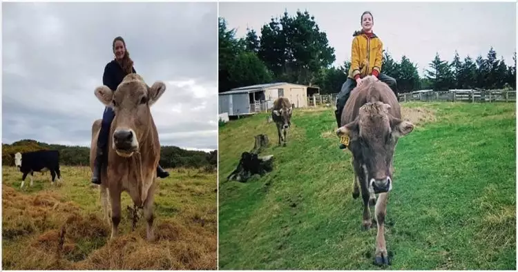 Gadis ini latih sapinya menjadi kuda, alasannya mengejutkan