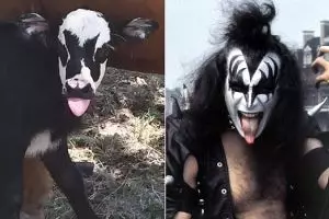 Anak sapi ini punya corak kulit unik, disebut mirip personel KISS