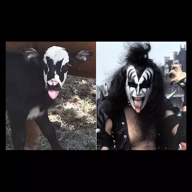 Anak sapi ini punya corak kulit unik, disebut mirip personel KISS
