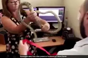 Cara wanita ini tangkap ular berani banget, cuma pakai hanger