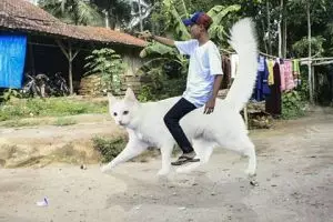 10 Foto yang diedit ini dijamin bikin kamu sakit nahan ketawa