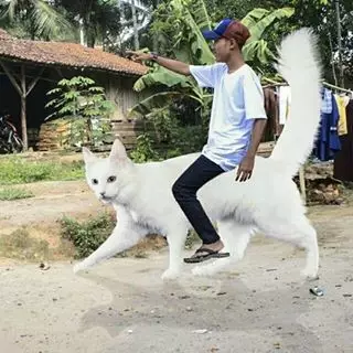 10 Foto yang diedit ini dijamin bikin kamu sakit nahan ketawa