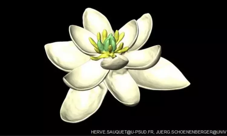 Ilmuwan temukan bentuk bunga purba tertua, usianya 140 juta tahun