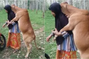 Potret kasih sayang sapi kurban kepada majikannya ini viral