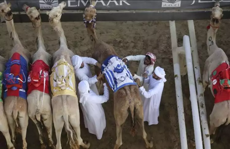 Ini tradisi balap unta Timur Tengah, hadiahnya puluhan miliar rupiah