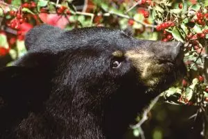 Beruang kelaparan ini masuk mobil, kejadian selanjutnya tak disangka