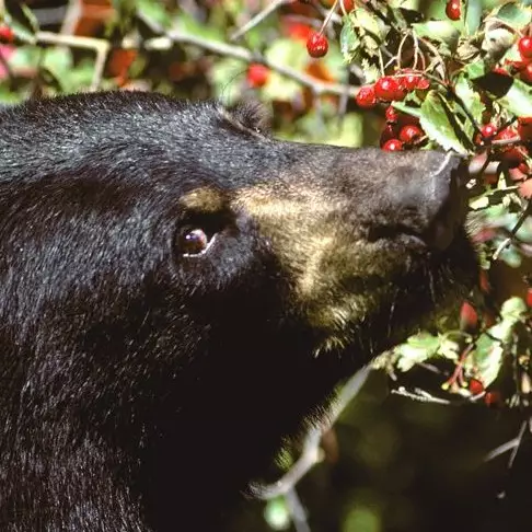 Beruang kelaparan ini masuk mobil, kejadian selanjutnya tak disangka