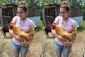 Gadis ini bikin rumah penampungan khusus ayam pejantan telantar