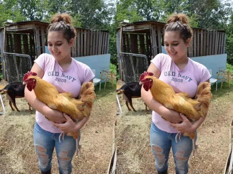 Gadis ini bikin rumah penampungan khusus ayam pejantan telantar