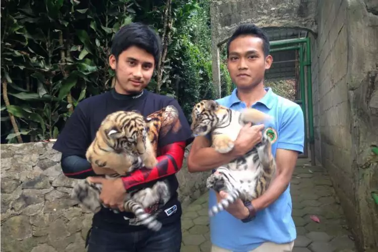 Jadi bapak asuh harimau, ini 5 bukti sepupu Raffi Ahmad pencinta hewan