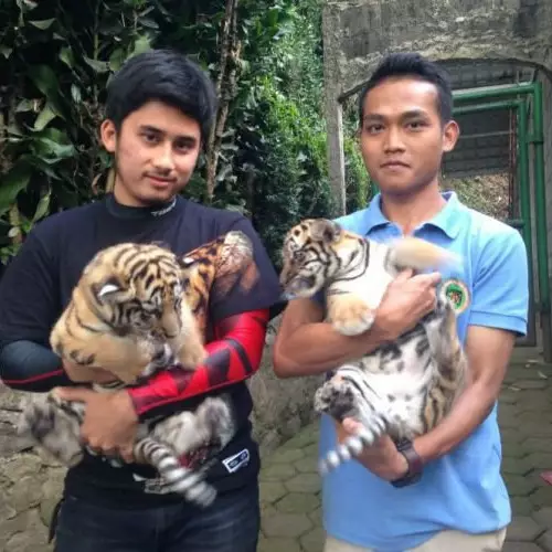 Jadi bapak asuh harimau, ini 5 bukti sepupu Raffi Ahmad pencinta hewan