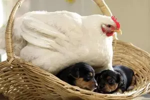 10 Potret bukti ayam bisa jadi induk dari semua binatang