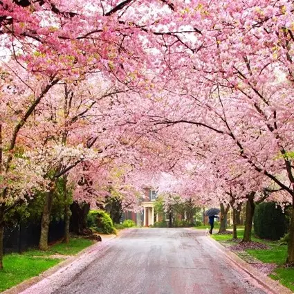 Tak cuma cerahkan kulit, ini manfaat lain bunga sakura buat kecantikan