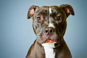 Ketika anjing kesayangan berubah jadi monster pembunuh tuannya