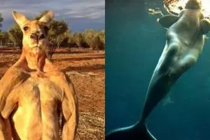 13 Hewan ini punya bagian tubuh yang mirip fisik manusia, waow