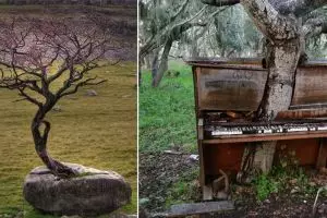 Sulit dipercaya, 20 pohon ini tumbuh di tempat yang tak terduga