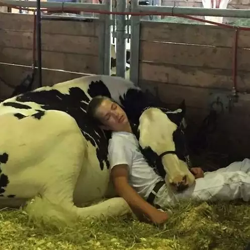 Kelelahan, sapi dan pemiliknya ini akhirnya tertidur pulas bersama
