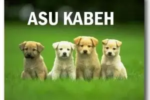 Anjing peliharaan ternyata 'haram' dikasih makan cokelat, ini sebabnya