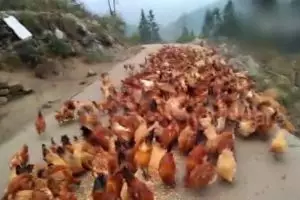 Video segerombolan ayam terbang demi makanan ini bikin melongo