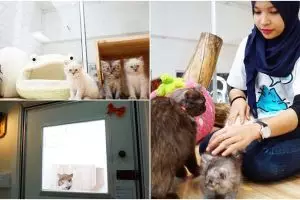 10 Potret mewah hotel bintang 5 untuk kucing, per malam Rp 400 ribuan