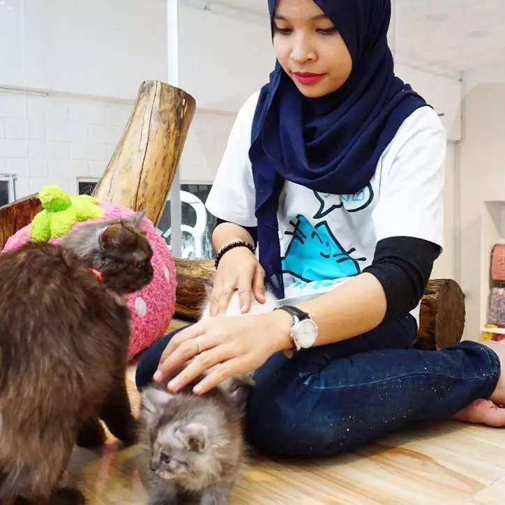 10 Potret mewah hotel bintang 5 untuk kucing, per malam Rp 400 ribuan