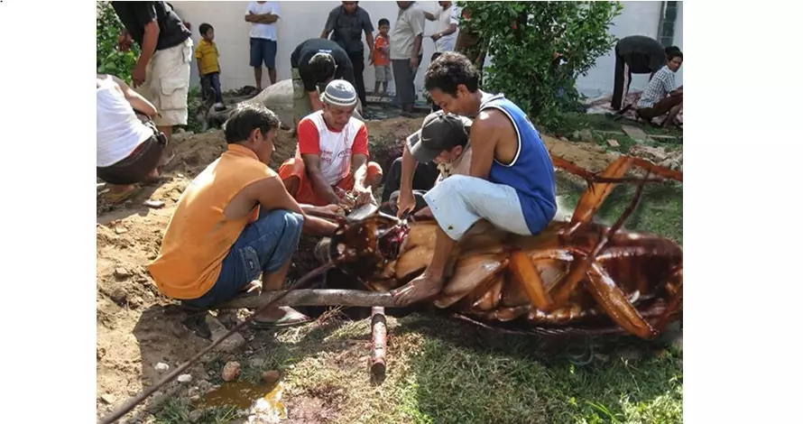 6 Foto editan menyembelih hewan kurban ini lucu banget