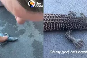 Aksi pertolongan pertama pada cicak tenggelam ini bikin ikut deg-degan