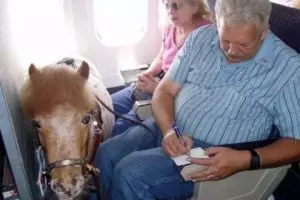 15 Foto penumpang bawa hewan piaraan di pesawat ini bikin tepuk jidat