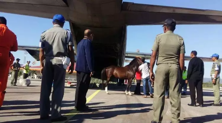 Presiden Jokowi laporkan kuda pemberian masyarakat ke KPK