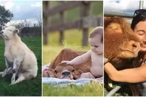 10 Momen saat sapi bertingkah seperti anjing, bikin terheran-heran