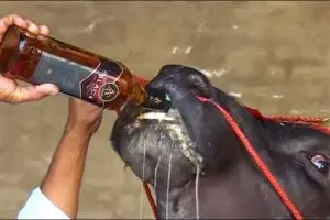 Kerbau ini punya kebiasaan minum wiski, alasannya bikin melongo
