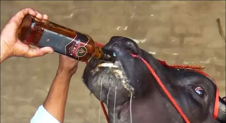 Kerbau ini punya kebiasaan minum wiski, alasannya bikin melongo