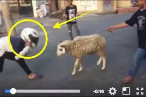 Orang ini menantang adu kambing pakai helm, ending-nya tak terduga