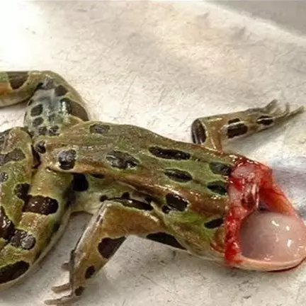 10 Hewan yang masih bisa hidup setelah kepalanya putus