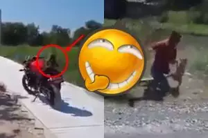 Motor diambil alih monyet, yang dilakukan cowok ini bikin ngakak