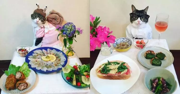 15 Tingkah lucu kucing Jepang berlagak makan malam, gemesin banget