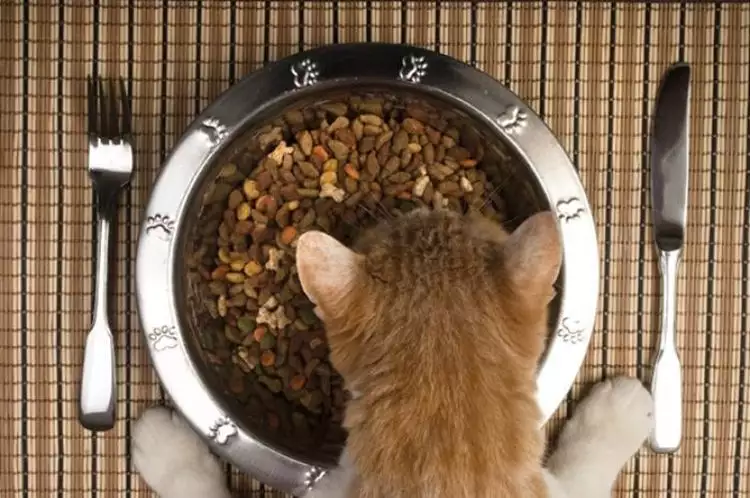 Dari makanan kucing sampai kasur, ini 11 obsesi makan teraneh di dunia