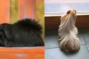 10 Marmut ini kelembutan bulunya kalahkan model sampo, bikin gemas