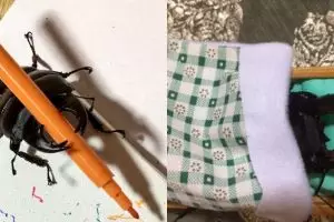 10 Kelakuan kumbang rusa ini bikin gemes, hobinya melukis