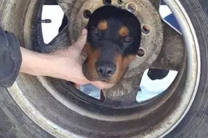 5 Momen hewan terjebak di roda mobil, bikin hati diremas-remas