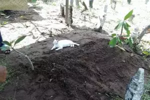 Kucing ini tak mau pergi walau diusir, alasannya bikin haru