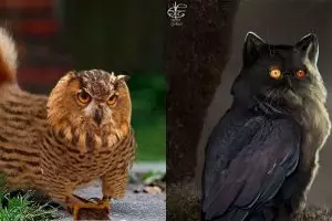 15 Editan kucing dan burung ini keren abis, coba ada di dunia nyata