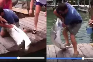 Aksi tangkap ikan raksasa pakai tangan kosong, bikin tegang lihatnya