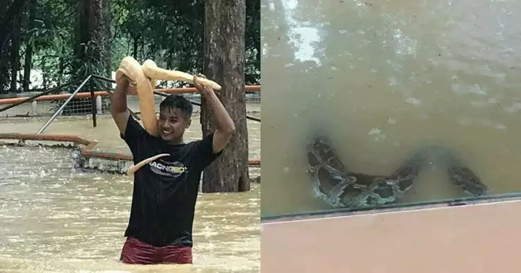 10 Potret ngeri saat taman ular diterjang banjir, bikin merinding