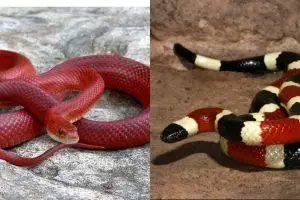 10 Ular dengan warna paling cantik dari seluruh belahan dunia