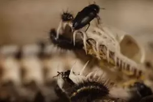 Serangga ini bisa habiskan bangkai hingga tinggal tulang, serem abis