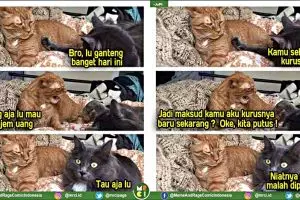 7 Obrolan seru dua kucing ini sindir kelakuan manusia zaman now