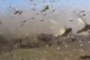 Serbuan belalang kumbara ini persis film horor, merinding melihatnya